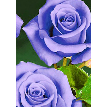 Роза чайно-гибридная Голубой нил